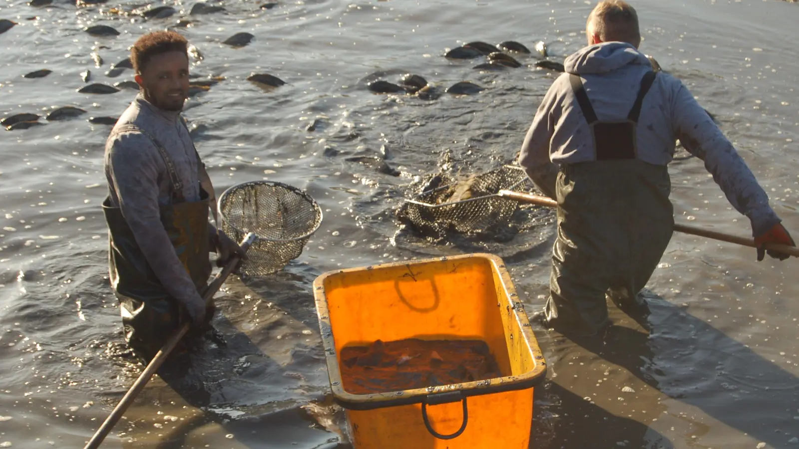 Teshome Dechasa beim Abfischen im Karpfenweiher. (Foto: Christa Frühwald)