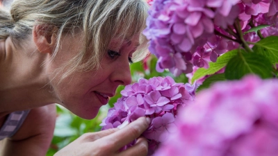 Gartenstars in voller Blüte: Hortensien ziehen mit ihrer Farbenpracht alle Blicke auf sich. (Foto: Christin Klose/dpa-tmn)