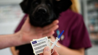 Mit einem Chip können Hunde identifiziert und mit ihren Haltern vereint werden. (Foto: Ina Fassbender/dpa-tmn)