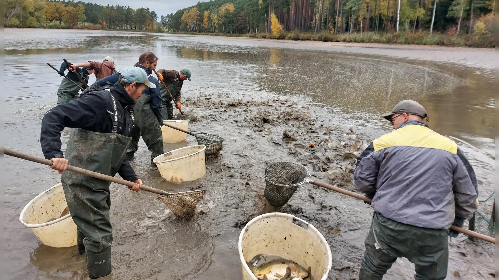 Die Ernte läuft auf Hochtouren: Unser Bild zeigt die Helfer am oberen Brunnweiher in der Gemeinde Ehingen. (Foto: Jürgen Eisen)