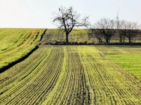 Winterzartgrün - gesehen bei Gerhardshofen-Forst (Foto: Thomas Werner)
