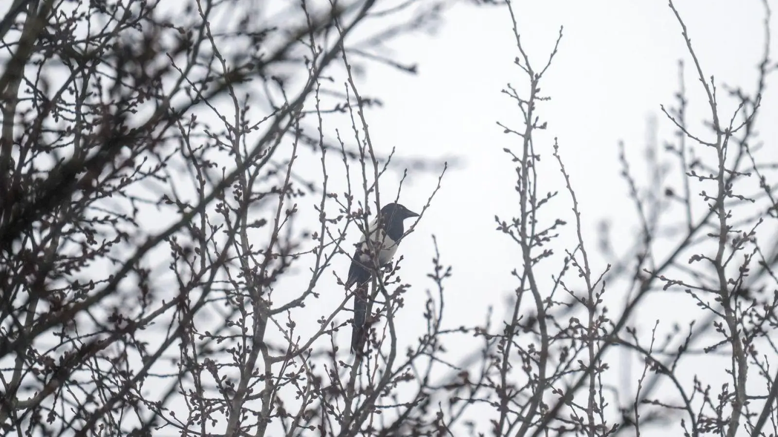 Das Wetter in Bayern bleibt trüb. (Archivbild) (Foto: Pia Bayer/dpa)