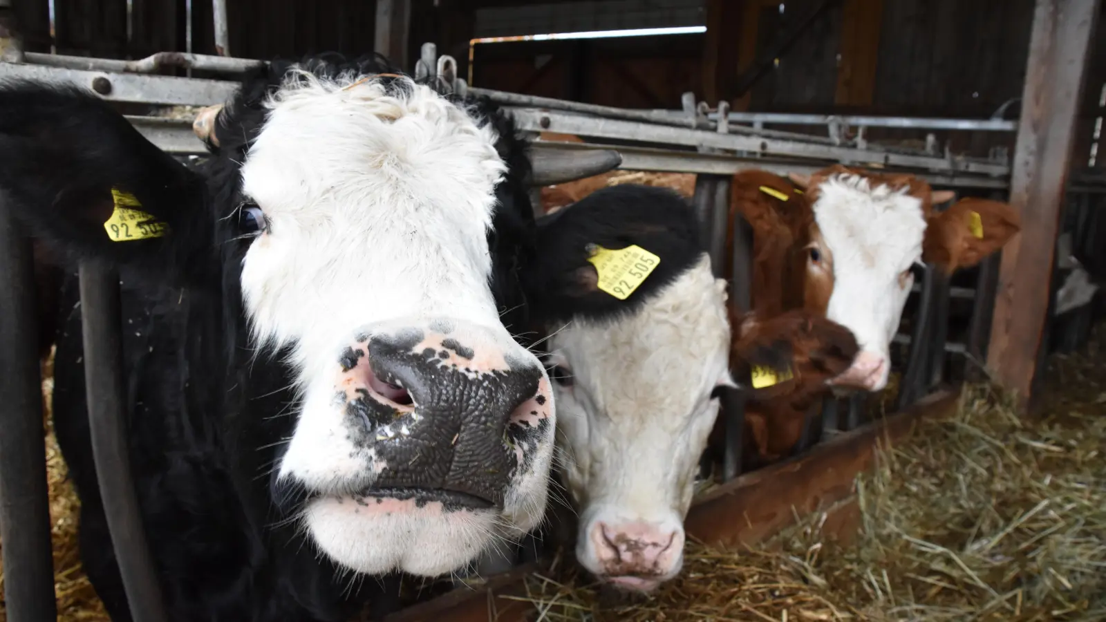 Wie kann eine bessere Tierhaltung finanziert werden? Wie wichtig sind die Verbraucher? Darüber wird am Dienstag in den Kammerspielen diskutiert.  (Foto: Silvia Schäfer)
