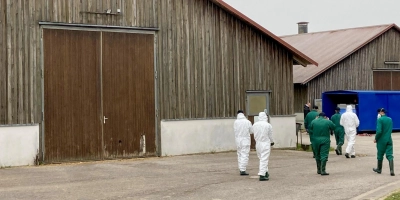 Unter erhöhten Sicherheitsvorkehrungen werden die Mastputen gekeult. Vor Ort arbeitet das Veterinäramt am Landratsamt Ansbach mit Feuerwehr, Technischem Hilfswerk, Tierkörperbeseitigungsanstalt Gunzenhausen sowie externen Dienstleistern zusammen. (Foto: Landratsamt Ansbach/Dr. Ralf Zechmeister)