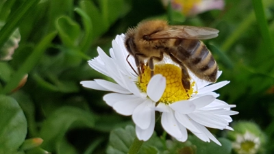 Sobald mit dem einsetzenden Frühling die Temperaturen wärmer werden, tragen die Bienen neben dem ersten Nektar von früh blühenden Pflanzen reichlich Pollen für die Aufzucht der nächsten Bienengeneration ein. (Foto: Norbert Hauer)