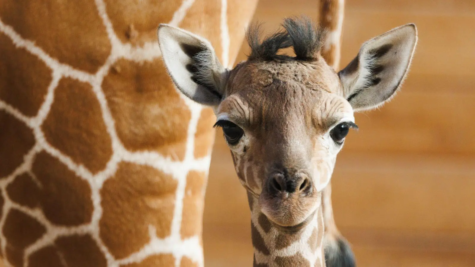 Das Giraffenjunge Kianga wurde nach seiner Geburt am 10. März nun der Öffentlichkeit vorgestellt. (Foto: Lando Hass/dpa)