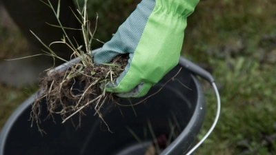 An frostfreien Tagen kann man gut Unkraut im Garten jäten. So ist die lästige Arbeit bereits vor Saisonstart erledigt. (Foto: Christin Klose/dpa-tmn)