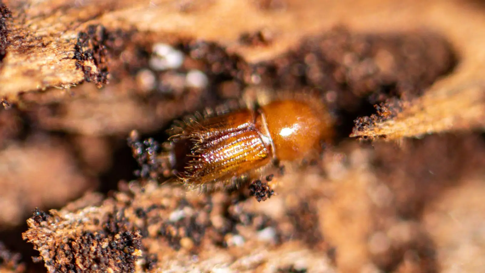 Ein Borkenkäfer auf einer Baumrinde. (Archivbild) (Foto: Armin Weigel/dpa)