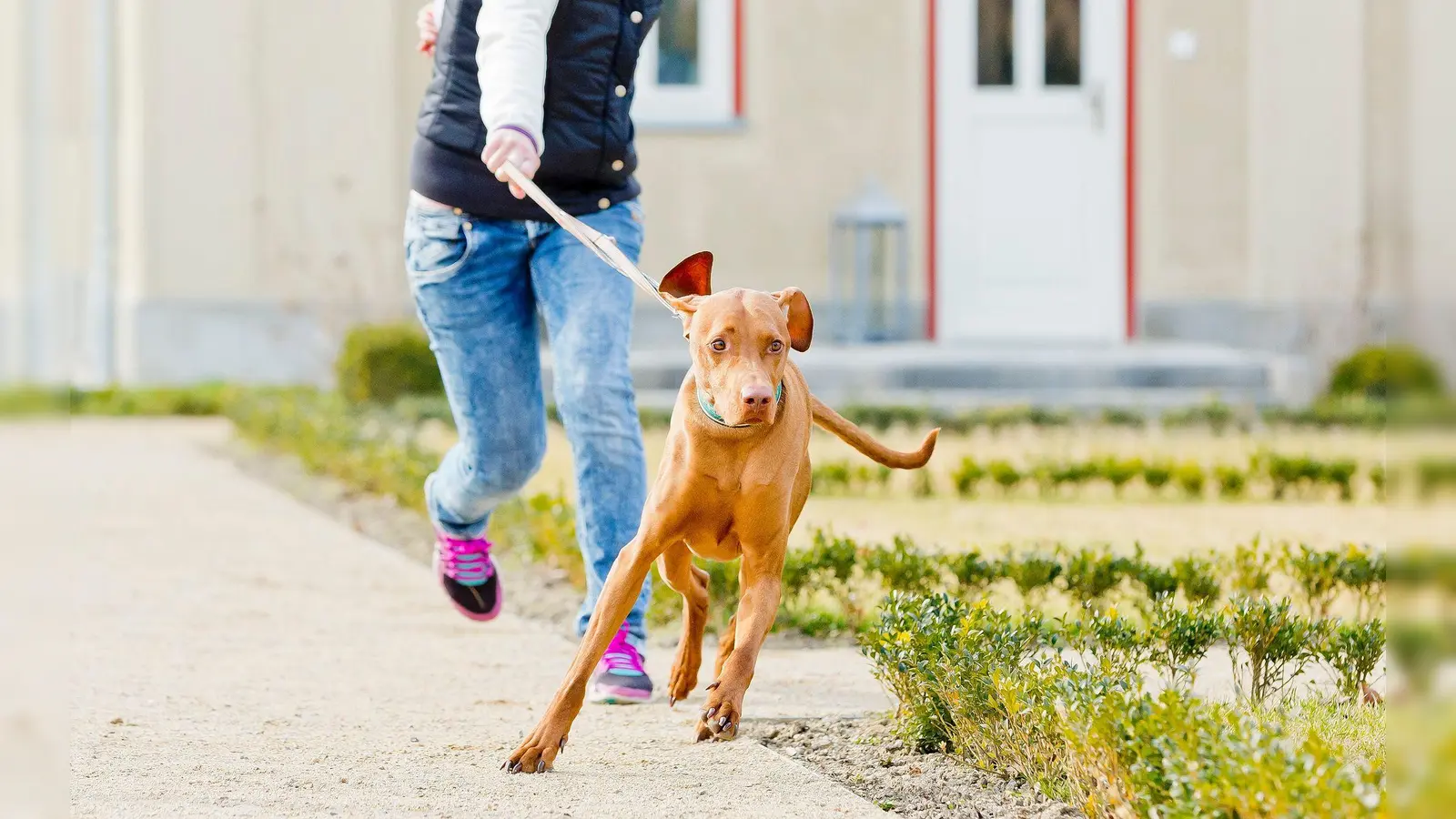 Der Hund bestimmt, wo es langgeht? Mit ein paar einfachen Tricks lässt sich der Spieß umdrehen. (Foto: Monique Wüstenhagen/dpa-tmn)