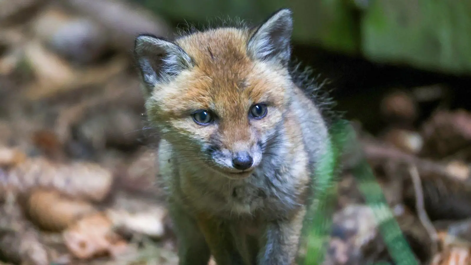 Die Feuerwehr entdeckte vier Fuchsjunge. (Symbolbild) (Foto: Thomas Warnack/dpa)
