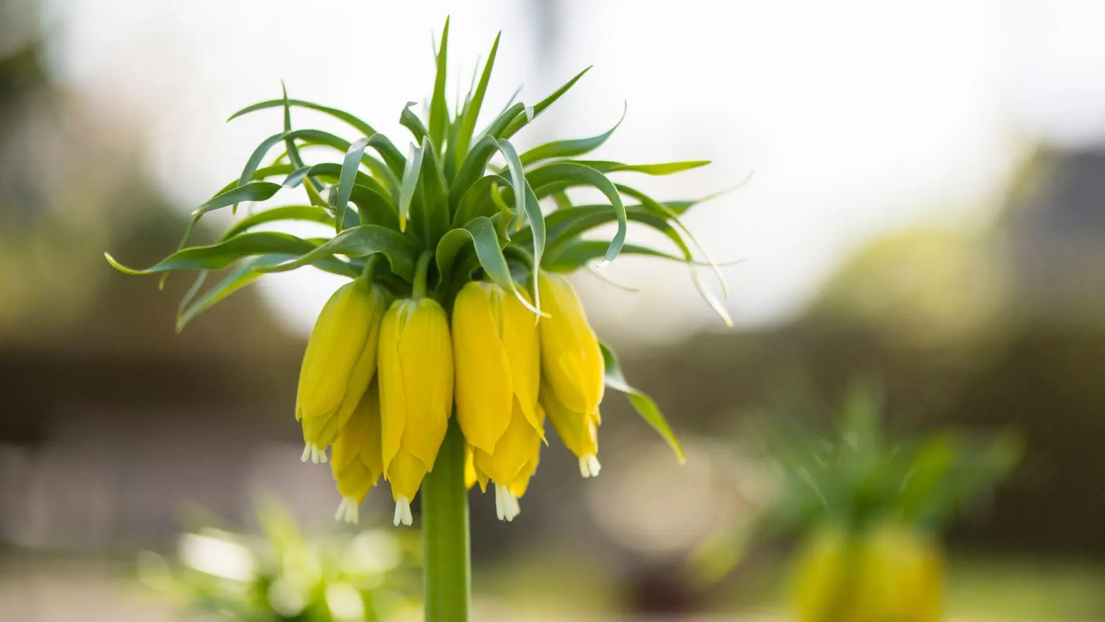 Ihr besonderer Blattschopf gibt der Zwiebelblume ihren Namen: Die Kaiserkrone wirkt wie damit gekrönt. (Foto: Robert Günther/dpa-tmn)