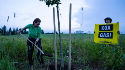 Aktivisten der Umweltschutz-Organisation Greenpeace pflanzen zum Protest gegen Gasbohrungen Bäume auf dem geplanten Bohrfeld. (Archivbild) (Foto: Lennart Preiss/dpa)