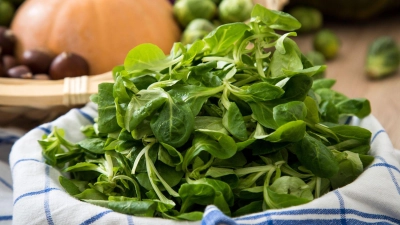 Die zarten, grünen Blättchen des Feldsalats sind empfindlich und sollten daher möglichst frisch auf den Teller kommen. (Foto: Christin Klose/dpa-tmn)
