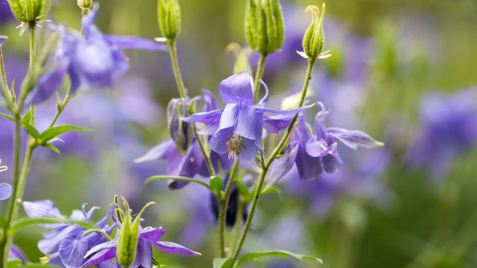 Akeleien bilden dünne, elegante Triebe mit Blüten, die oft nach unten zeigen. (Foto: Andrea Warnecke/dpa-tmn)