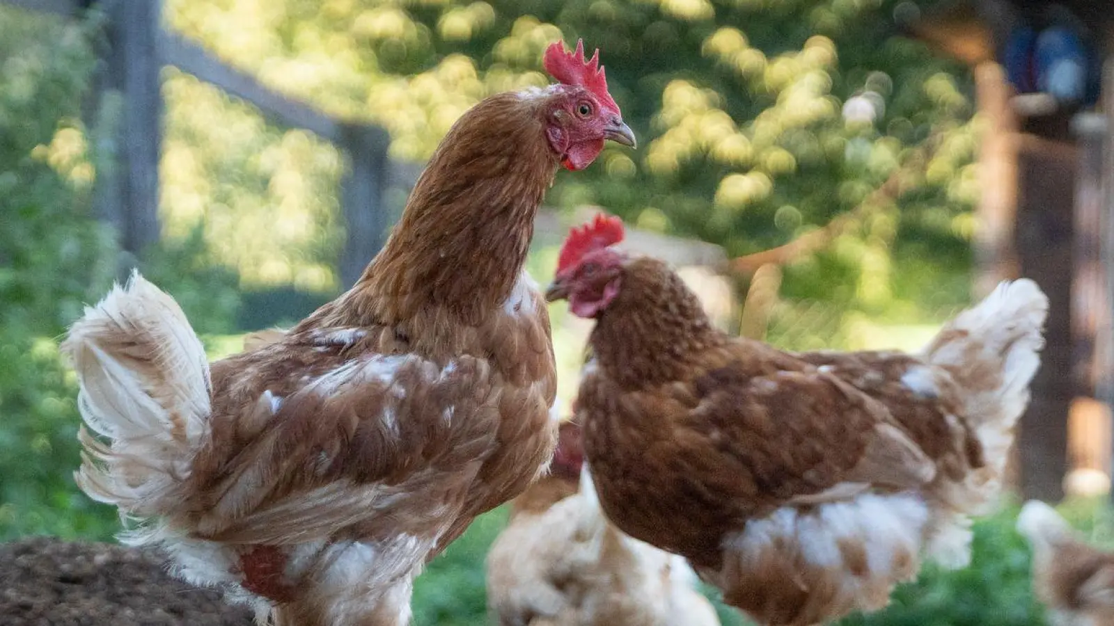 300 Hühner wurden nachts in Lehrberg verladen und mitgenommen. Ziel unbekannt.  (Symbolbild: Florian Schuh/dpa-tmn)