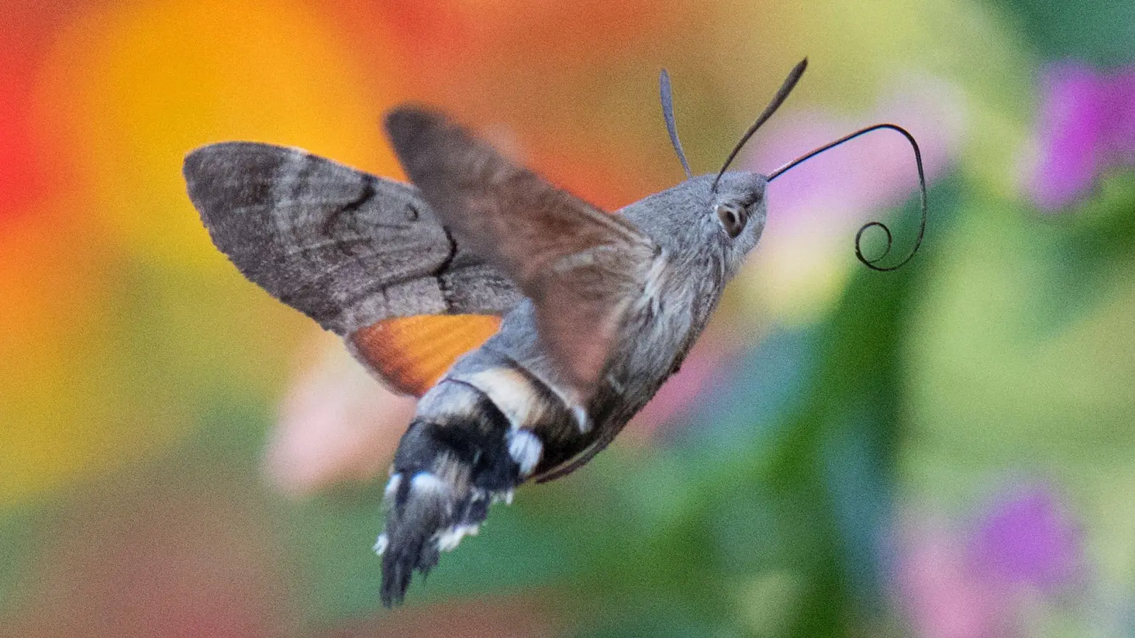 Taubenschwänzchen überwintern mittlerweile auch in Deutschland. (Archivbild) (Foto: Boris Roessler/dpa)
