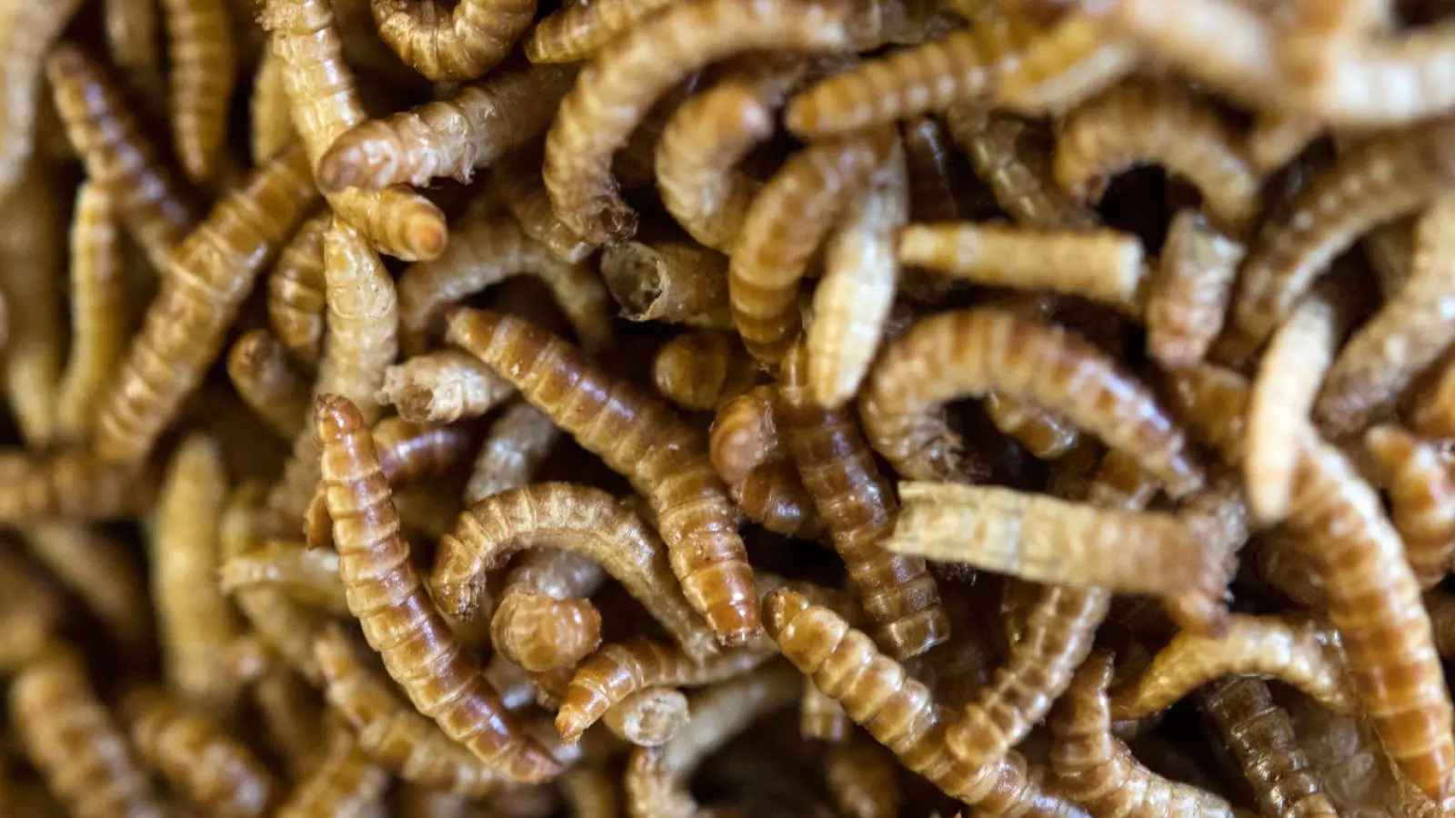 Anders als in Deutschland sind in vielen Ländern weltweit Insekten auf dem Teller nichts Ungewöhnliches. (Foto: Marijan Murat/dpa)