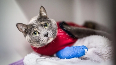 Wohl dem Kater, der eine Katzen-Krankenversicherung hat. Denn sonst können großere Operationen schnell richtig teuer werden. (Foto: Frank Rumpenhorst/dpa-tmn)