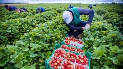 Agrarminister ohne Beschluss zum Mindestlohn. (Symbolbild) (Foto: Jens Büttner/dpa-Zentralbild/dpa)