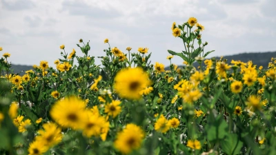Die Silphie-Pflanze hat im Gegensatz zum Mais auffällige Blüten. (Archivbild) (Foto: Daniel Vogl/dpa)