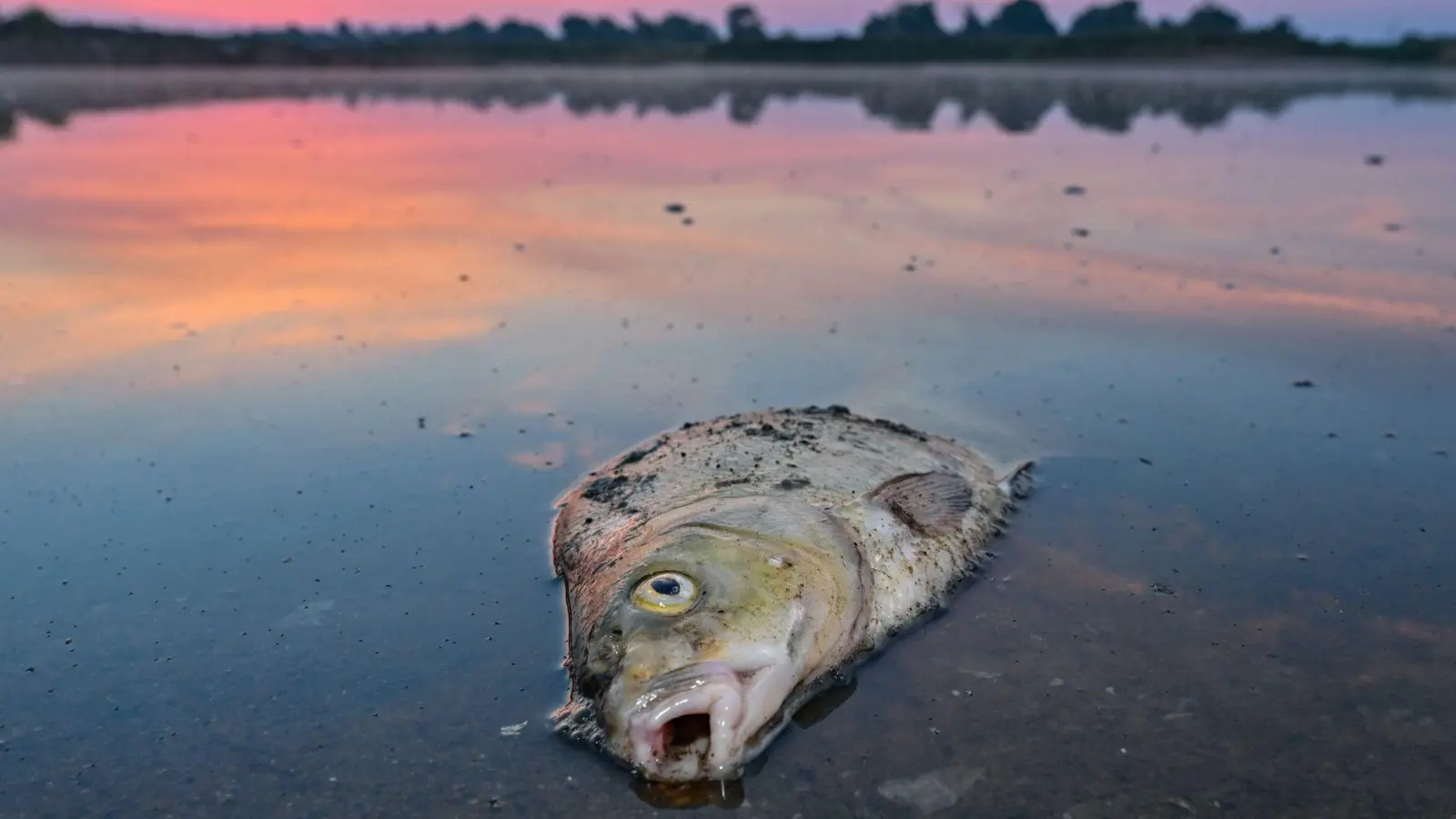 Unzählige Fische sind in der Oder verendet. (Foto: Patrick Pleul/dpa)