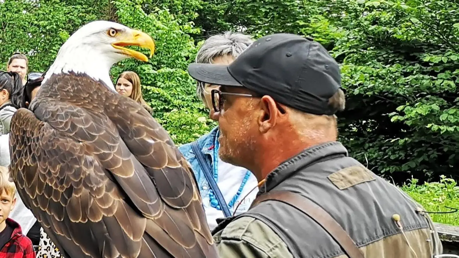 Weißkopfseeadler Louie bei einer früheren Flugschau mit Falkner Burkhard Hellmann. Er hofft, dass der Vogel unbeschadet zurückkommt. (Archivbild: Jürgen Binder)