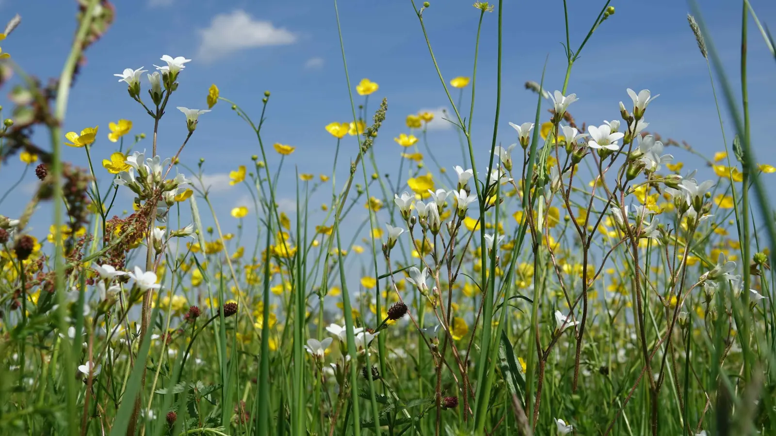 Mithilfe eines Zweckverbandes will der Landkreis Ansbach die artenreiche Natur und die zugehörigen Lebewesen im Altmühltal schützen. (Foto: Lebensraum Altmühltal/Dietmar Herold)