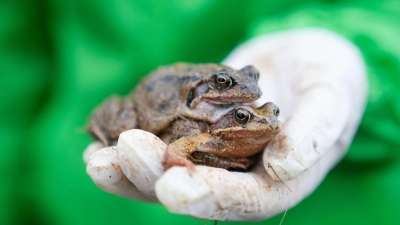 Eine Mitarbeiterin des Bund Naturschutzes (BUND) hält zwei Grasfrösche in der Hand. (Foto: Nicolas Armer/dpa)