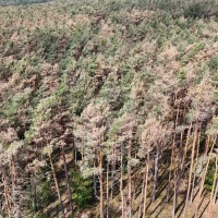 Der Wald rund um Uehlfeld hat durch den Hagelsturm schwer gelitten. Die amtierende Bürgermeisterin Carina Scherer schätzt den Ausfall abschnittsweise auf bis zu 90 Prozent. (Foto: Felix Fisel, LWF)