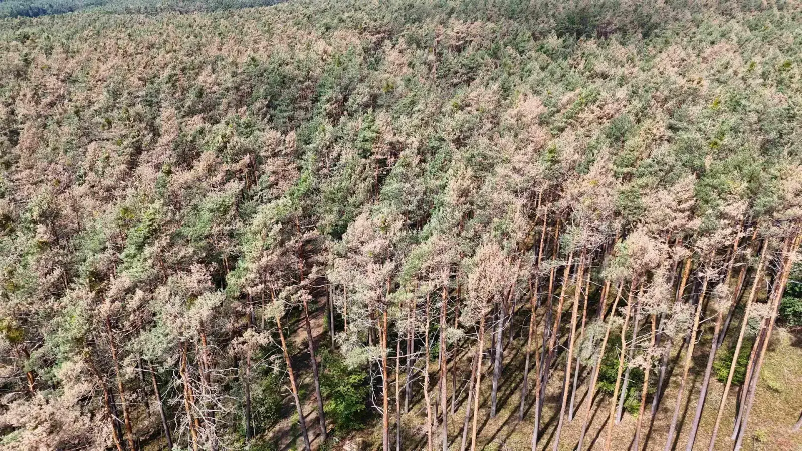 Der Wald rund um Uehlfeld hat durch den Hagelsturm schwer gelitten. Die amtierende Bürgermeisterin Carina Scherer schätzt den Ausfall abschnittsweise auf bis zu 90 Prozent. (Foto: Felix Fisel, LWF)