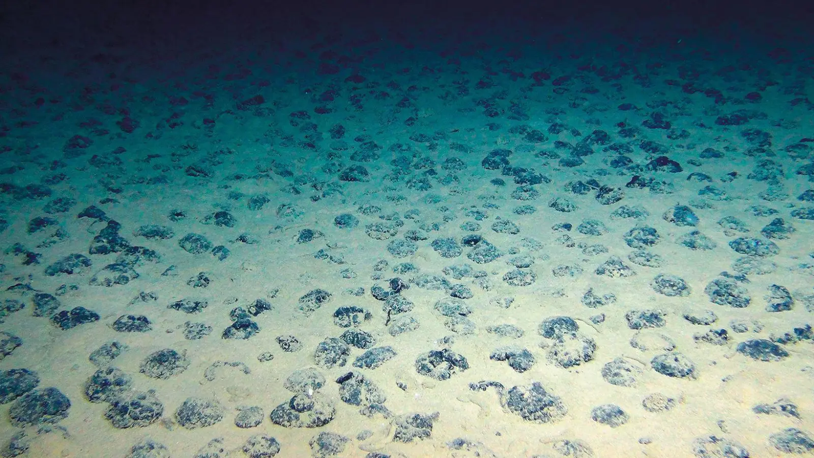 Manganknollen auf dem Meeresboden der Clarion-Clipperton-Zone (Foto: Rov Kiel 6000/Geomar/dpa)