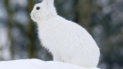 Der Klimawandel macht dem Schneehasen zu schaffen. (Foto: Stefan Huwiler/Imagebroker.com/dpa)