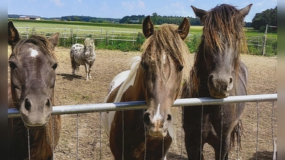 Drei Pferde darf der Mann zunächst behalten. Über das Schicksal des gefleckten Hengstes in kommenden Wochen entschieden. (Foto: Pferdehalter)