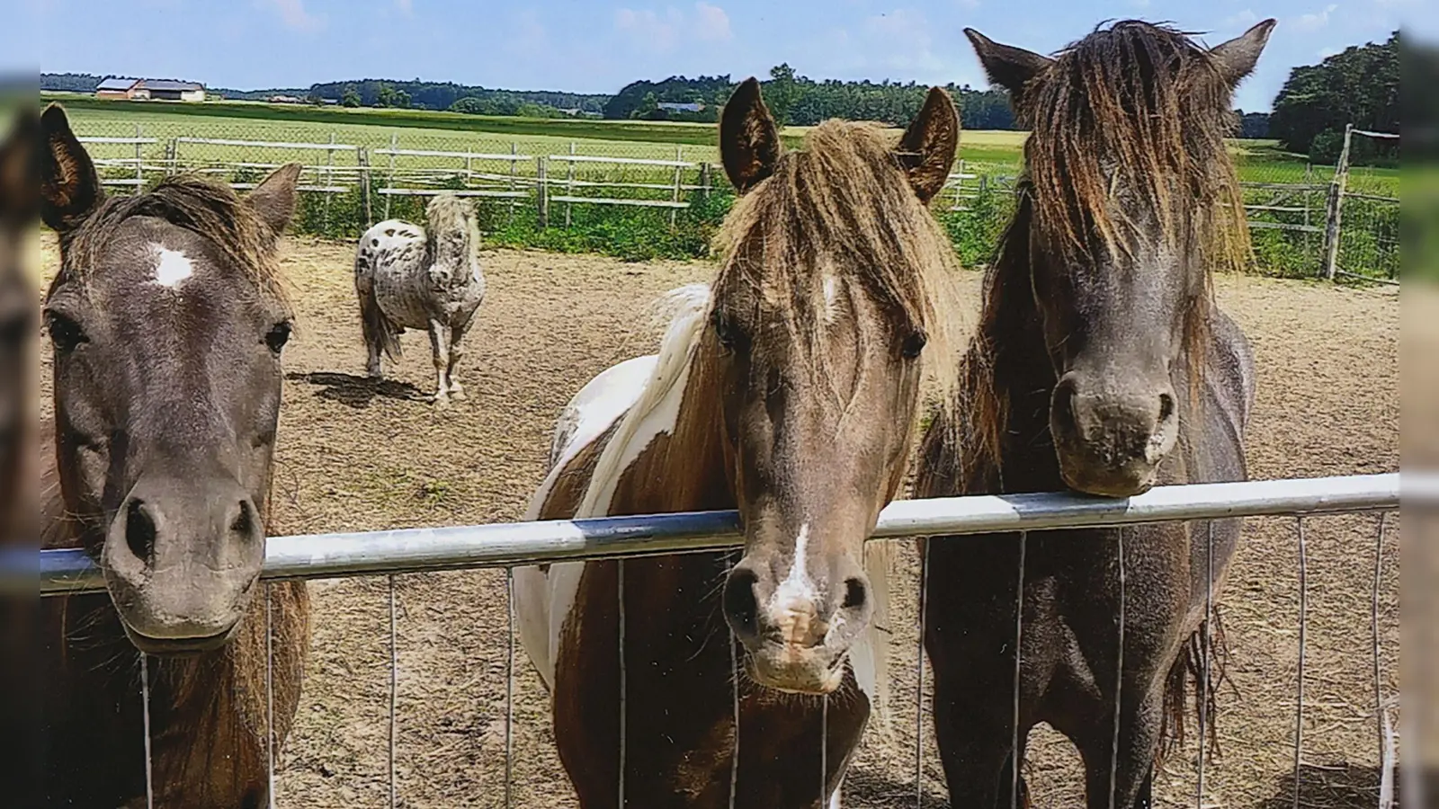 Drei Pferde darf der Mann zunächst behalten. Über das Schicksal des gefleckten Hengstes in kommenden Wochen entschieden. (Foto: Pferdehalter)