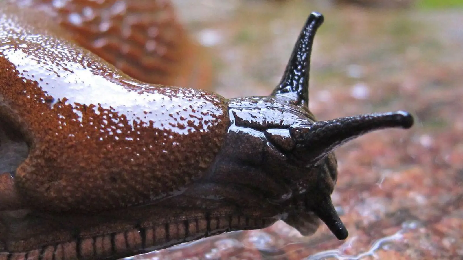 Die Spanische Wegschnecke kommt vielerorts vor - ausgerechnet in Spanien aber nur ganz vereinzelt. (Foto: Karl-Josef Hildenbrand/dpa)