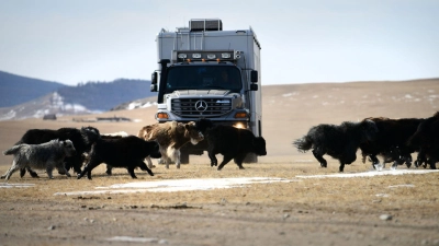 Passanten passieren selten: Falls sie dem Zetros dann doch begegnen, kommen sie meist auf allen Vieren daher. (Foto: Fabian Hoberg/dpa-tmn)