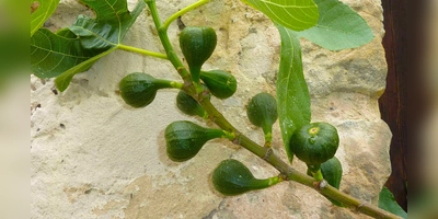 Feigen sind exotisch, schmecken hervorragend und können auch in Deutschland den Garten bereichern. (Foto: Peter Busch)