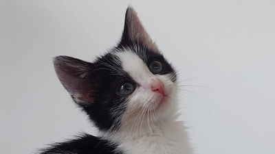 Marie hatte Glück: Sie wurde aufgepäppelt und ihr geht es jetzt wieder richtig gut. Mittlerweile lebt die Katzen-Lady in Berlin. (Foto: Simone Dietrich)