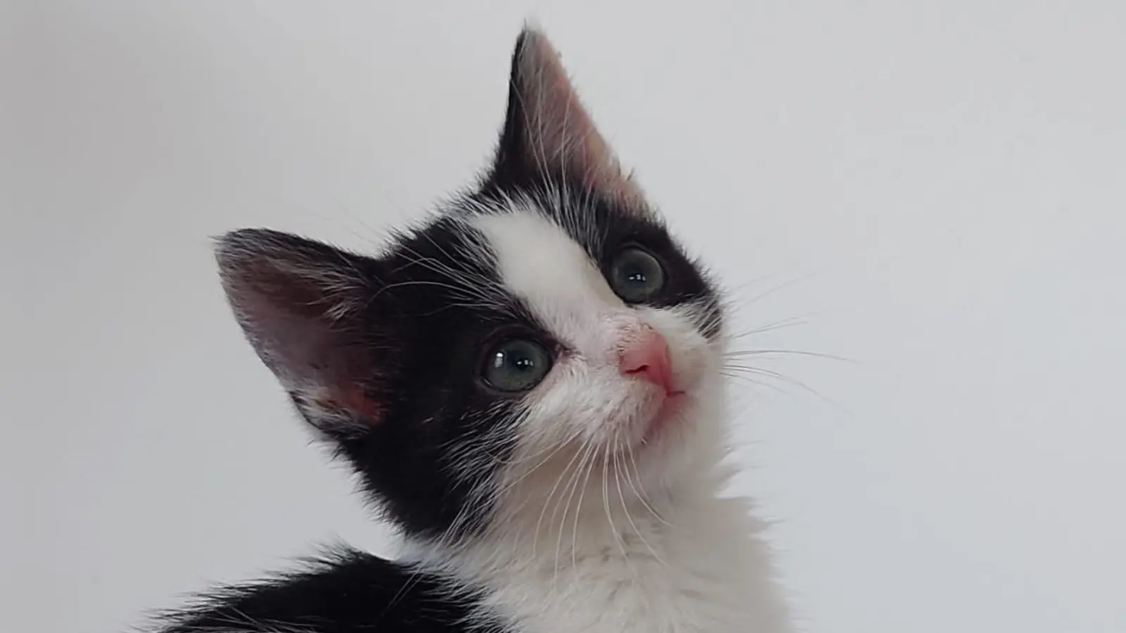Marie hatte Glück: Sie wurde aufgepäppelt und ihr geht es jetzt wieder richtig gut. Mittlerweile lebt die Katzen-Lady in Berlin. (Foto: Simone Dietrich)
