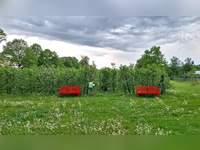 Farbkleckse unter dem Wolkengrau - gesehen in Triesdorf (Foto: Harmens Karg)