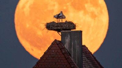 Störche auf einem Dach im Aischgrund: Mehrere Orte in Westmittelfranken lassen Storchenbeobachtung per Webcam zu. (Foto: Mirko Fryska)