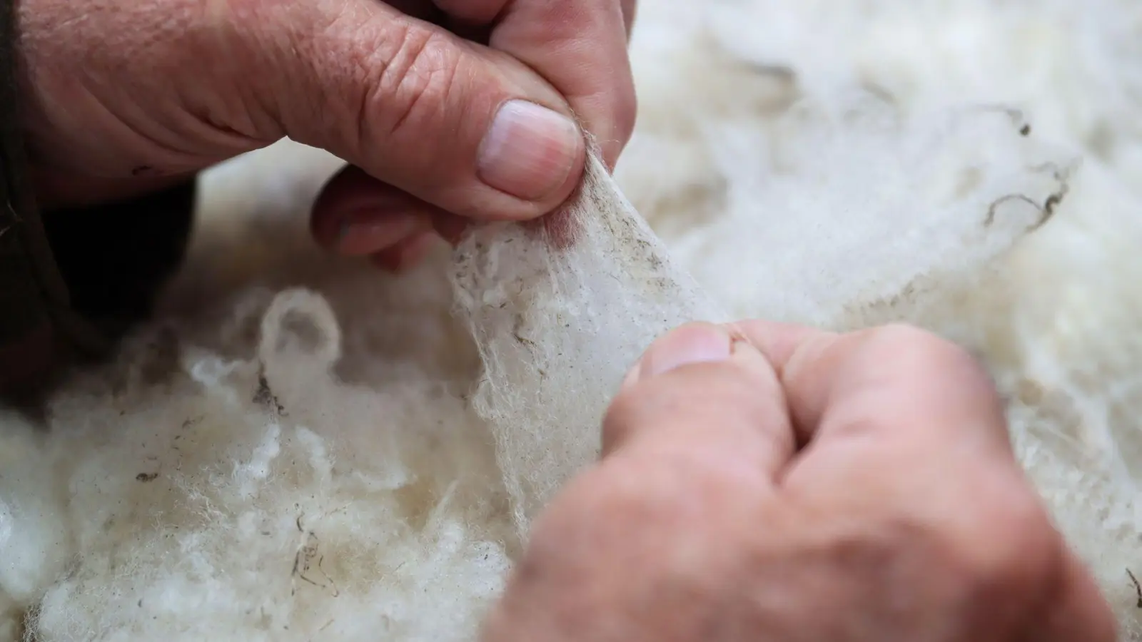 Stimmt alles? Auf den Shetlands nimmt man die Wolle ernst, etwa bei der Qualitätsprüfung der Fasern. (Foto: Verena Wolff/dpa-tmn)