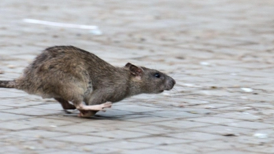 Eigentümer können einiges tun, damit Ratten sich auf dem Grundstück nicht wohlfühlen. (Foto: Bernd von Jutrczenka/dpa/dpa-tmn)