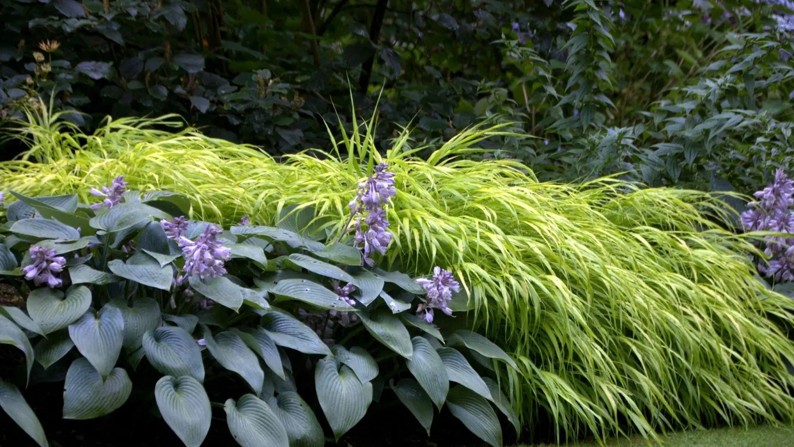 Haben Sie schattige Eckchen im Garten, die sie nicht so recht zu bepflanzen wissen? Stauden machen aus kargen Winkeln echte Blickfänge. (Foto: Bettina Banse/GMH/dpa-tmn)