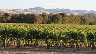 Rebstöcke in Reih und Glied: Das Klima und die Böden sind im Barossa Valley wie gemacht für den Weinanbau. (Foto: Bernhard Krieger/dpa-tmn)