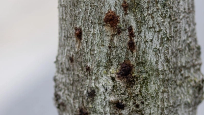 Ein erkrankter Baum ist in der Innenstadt von Freiburg zu sehen. Aufgrund extremer werdender Klimabedingungen sind Bäume immer mehr biotischen und abiotischen Stressfaktoren ausgesetzt und dadurch anfällig für Schaderreger. (Foto: Philipp von Ditfurth/dpa)