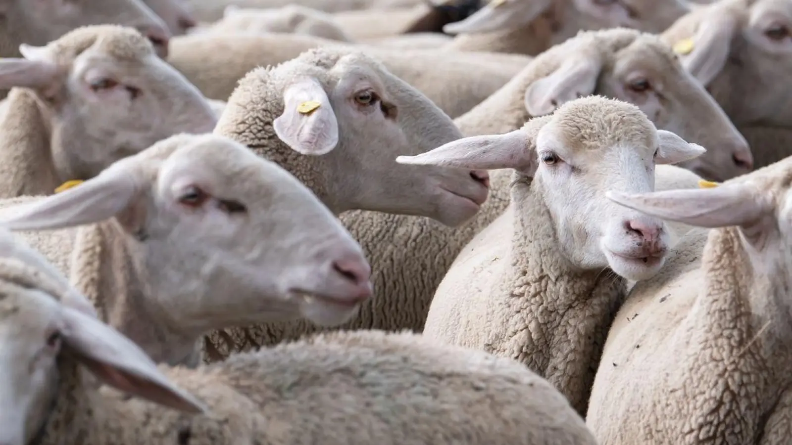 Eine Schafherde steht auf einer Wiese. (Foto: Sven Hoppe/dpa)