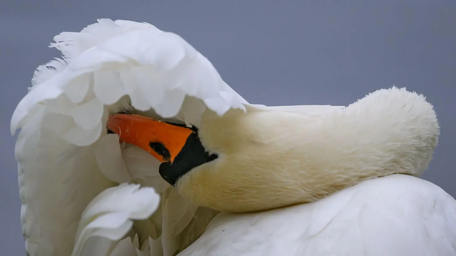 Warum der Schwan verschwand, ist unklar. (Symbolbild) (Foto: Patrick Pleul/dpa/ZB)