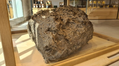 Ein solch großes Wespennest ist selbst für den erfahrenen Stadtgärtner Ernst Grefig ein Novum. (Foto: Anna Franck)