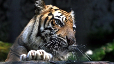 Ein Sumatra-Tiger im Zoo von Surabaya, Indonesien. Ein Tiger dieser Art hat einen Mann angegriffen. (Foto: Fully Handoko/EPA/dpa)